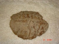 藏品(龜殼腹甲化石)的圖片